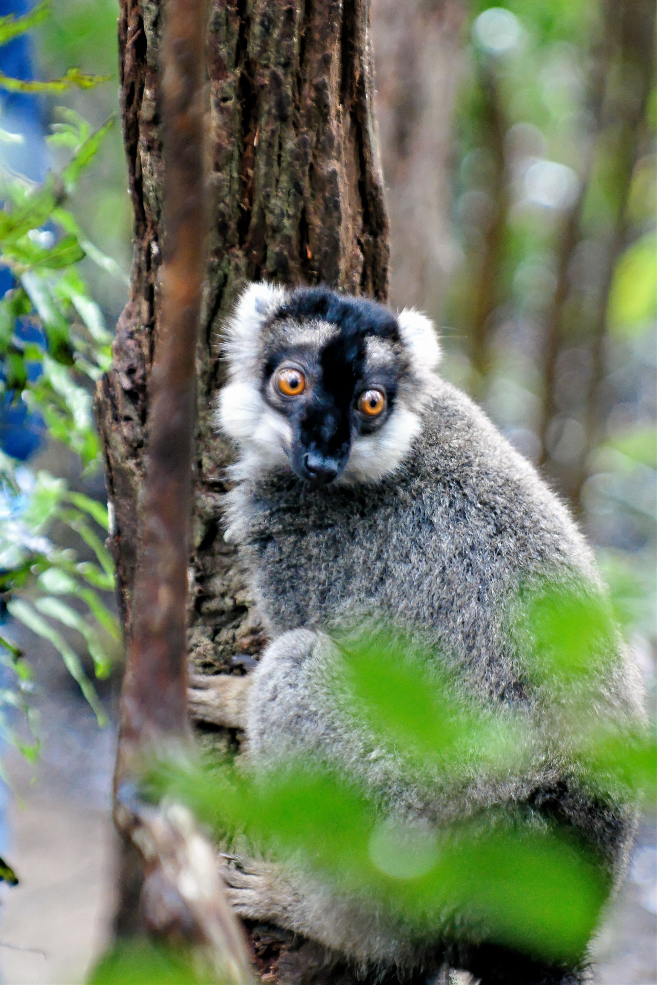 Braune Maki (Eulemur fulvus)